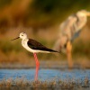 Pisila caponoha - Himantopus himantopus - Black-winged Stilt 8547